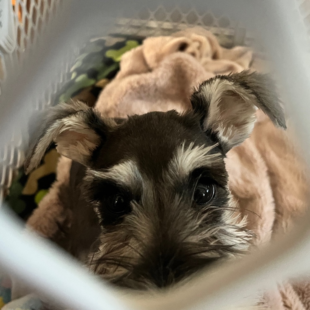 Meet your Posher, Skylar